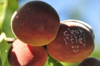 Les fruits de l'été - Hérault, le Languedoc © Régis Domergue