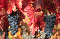 Vigne couleur d'automne- Hérault,le Languedoc © Régis DOMERGUE