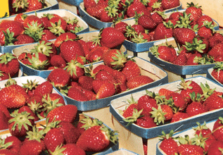 Gariguette: strawberries of Languedoc © Photothèque Hérault Tourisme